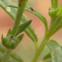 Heliotropium zeylanicum (Burm.f.) Lam.